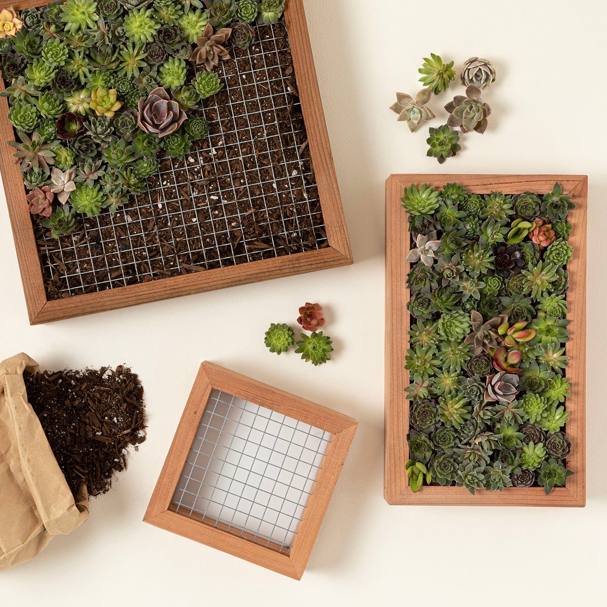 Living Art Succulent DIY Kit